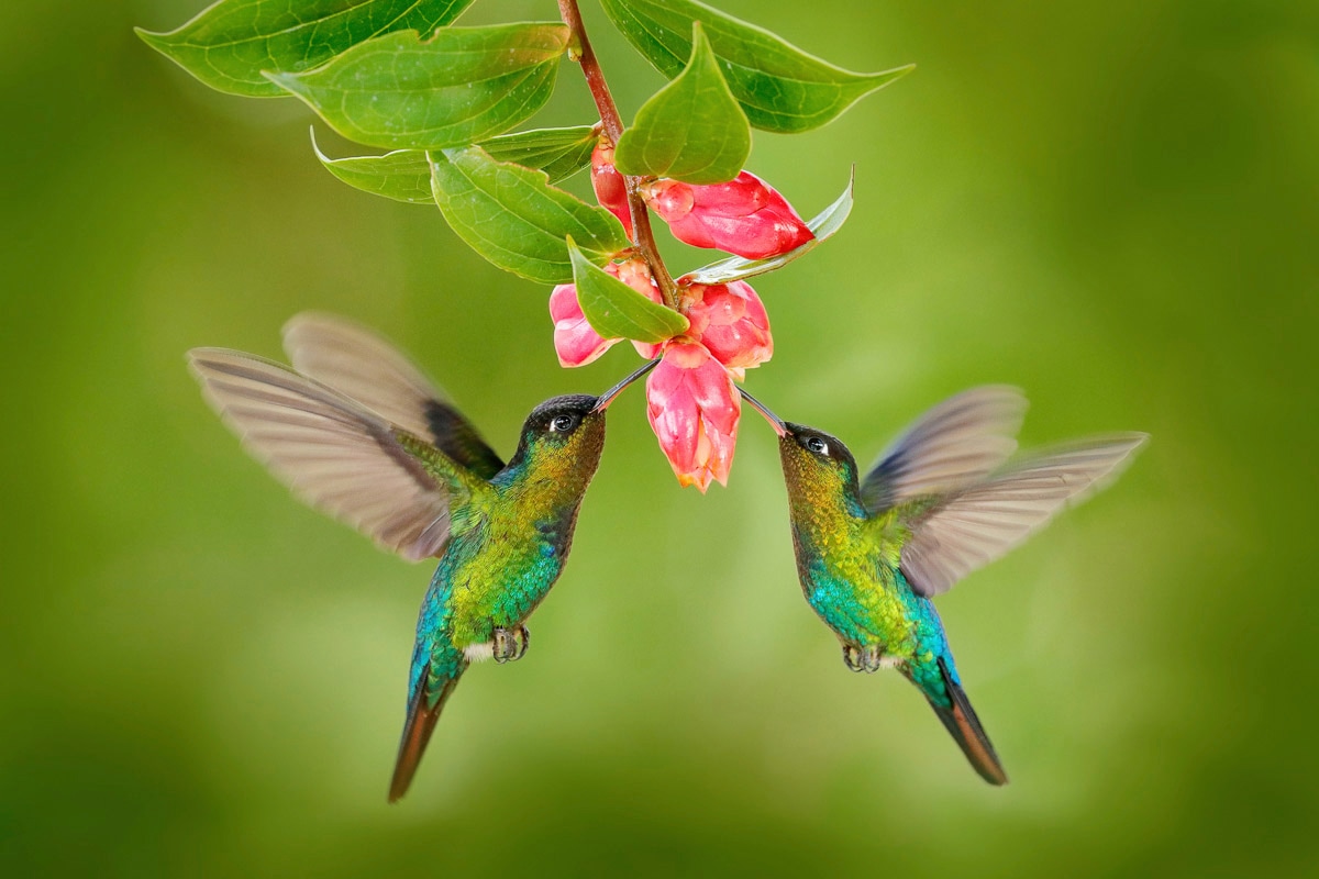 Papermoon Fototapete »KOLIBRIS-VÖGEL TIERE BLUME BLÜTE WALD BÄUME COSTA RICA« von Papermoon