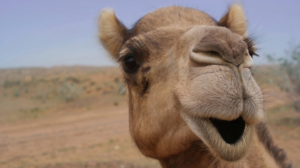 Papermoon Fototapete »Kamel« von Papermoon