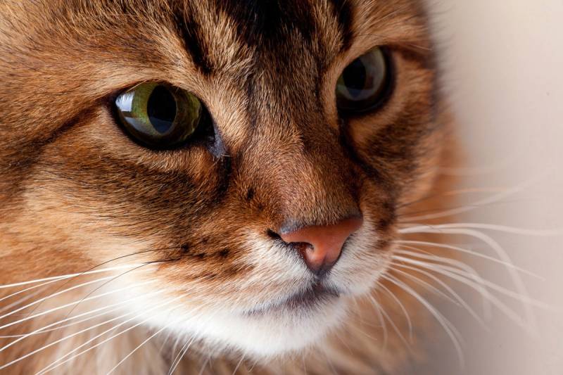 Papermoon Fototapete »Katze« von Papermoon