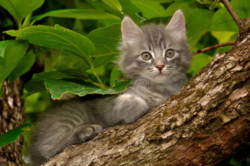 Papermoon Fototapete »Katze im Baum« von Papermoon