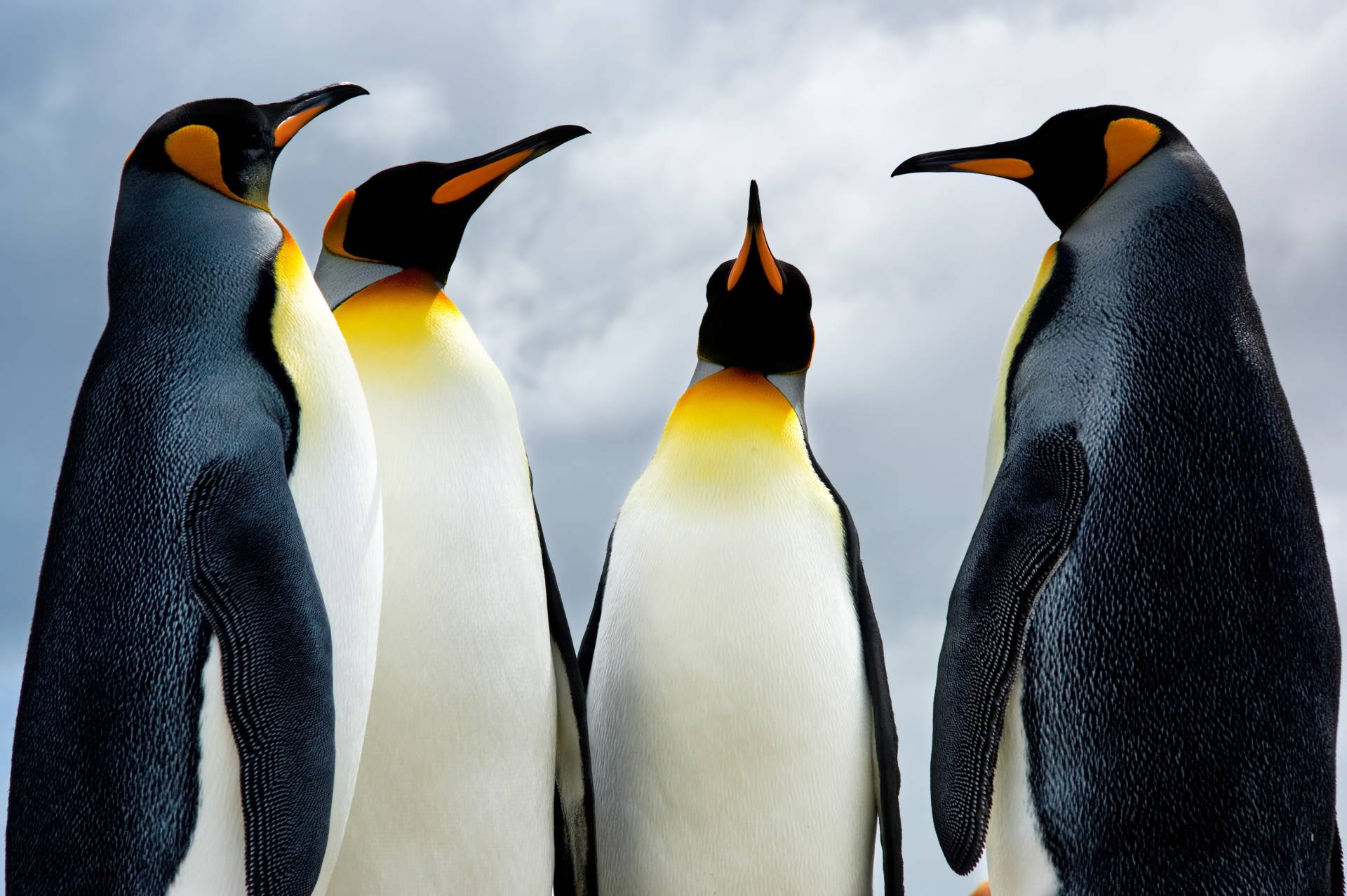 Papermoon Fototapete »King Pinguins« von Papermoon