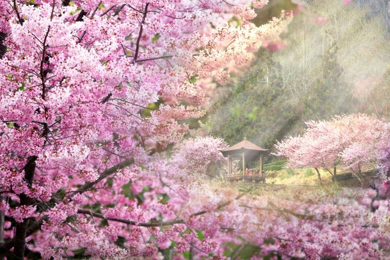 Papermoon Fototapete »Kirschblüten Bäume« von Papermoon