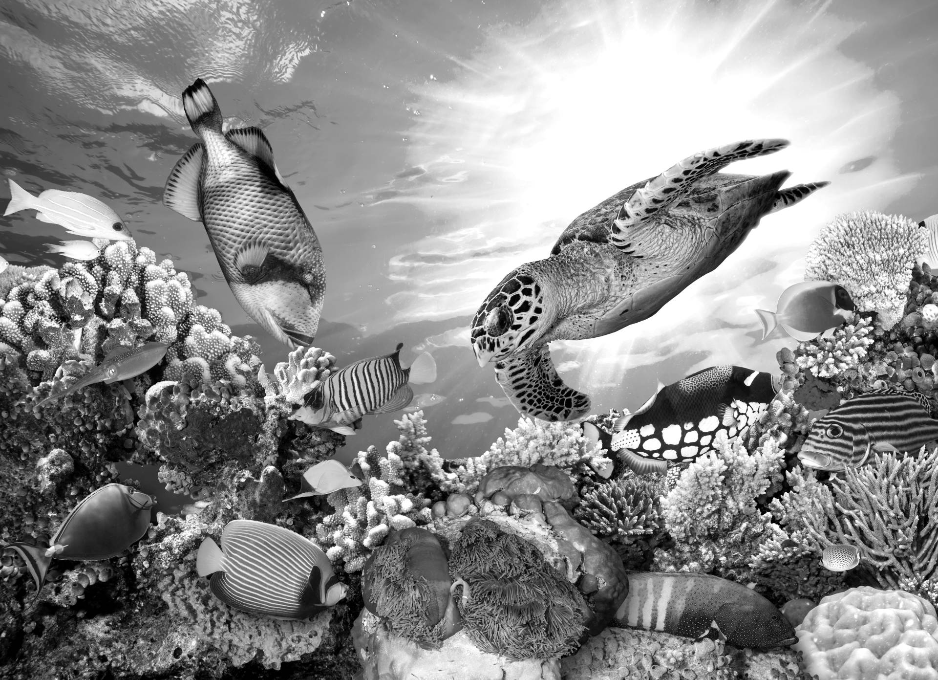 Papermoon Fototapete »Korallenriff Schwarz & Weiss« von Papermoon