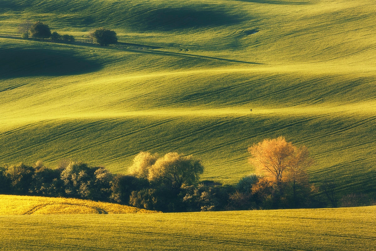 Papermoon Fototapete »Landschaft mit Bäumen« von Papermoon