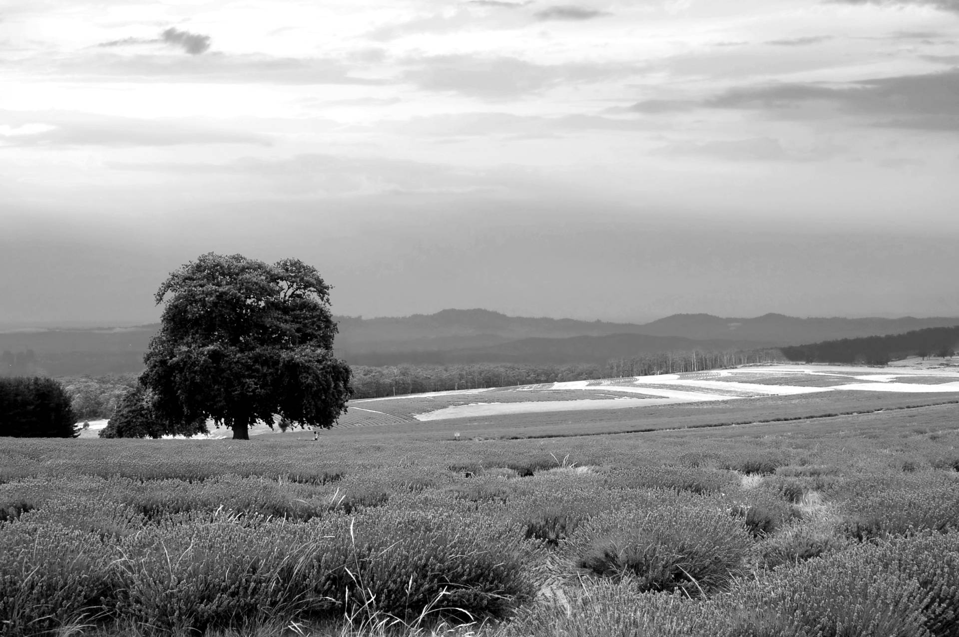 Papermoon Fototapete »Landschaft schwarz & weiss« von Papermoon