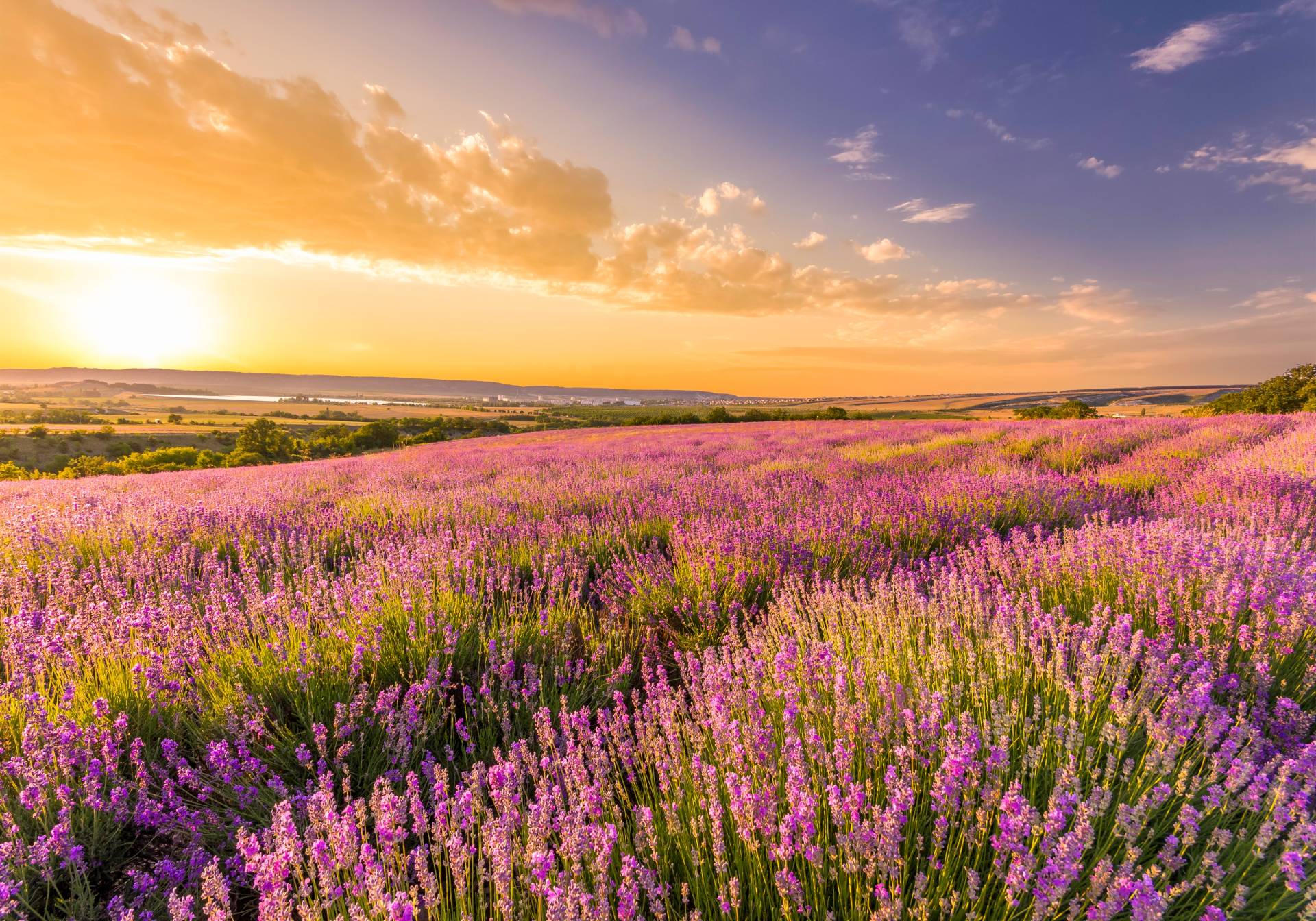 Papermoon Fototapete »Lavender Field« Papermoon Fototapete »Lavender Field« von Papermoon