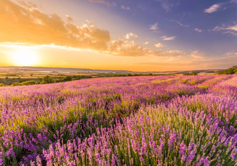 Papermoon Fototapete »Lavender Field« von Papermoon