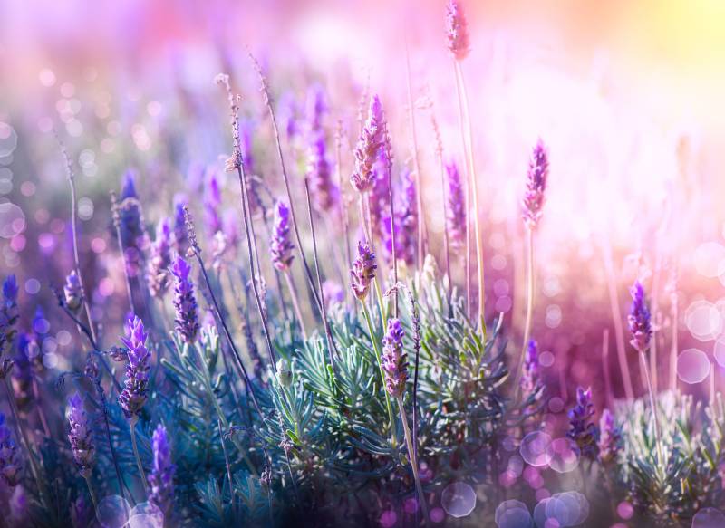 Papermoon Fototapete »Lavender Field« von Papermoon