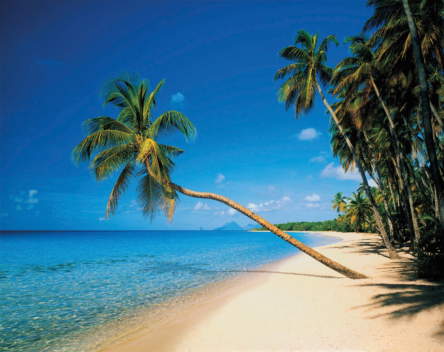 Papermoon Fototapete »Leaning Palms« von Papermoon