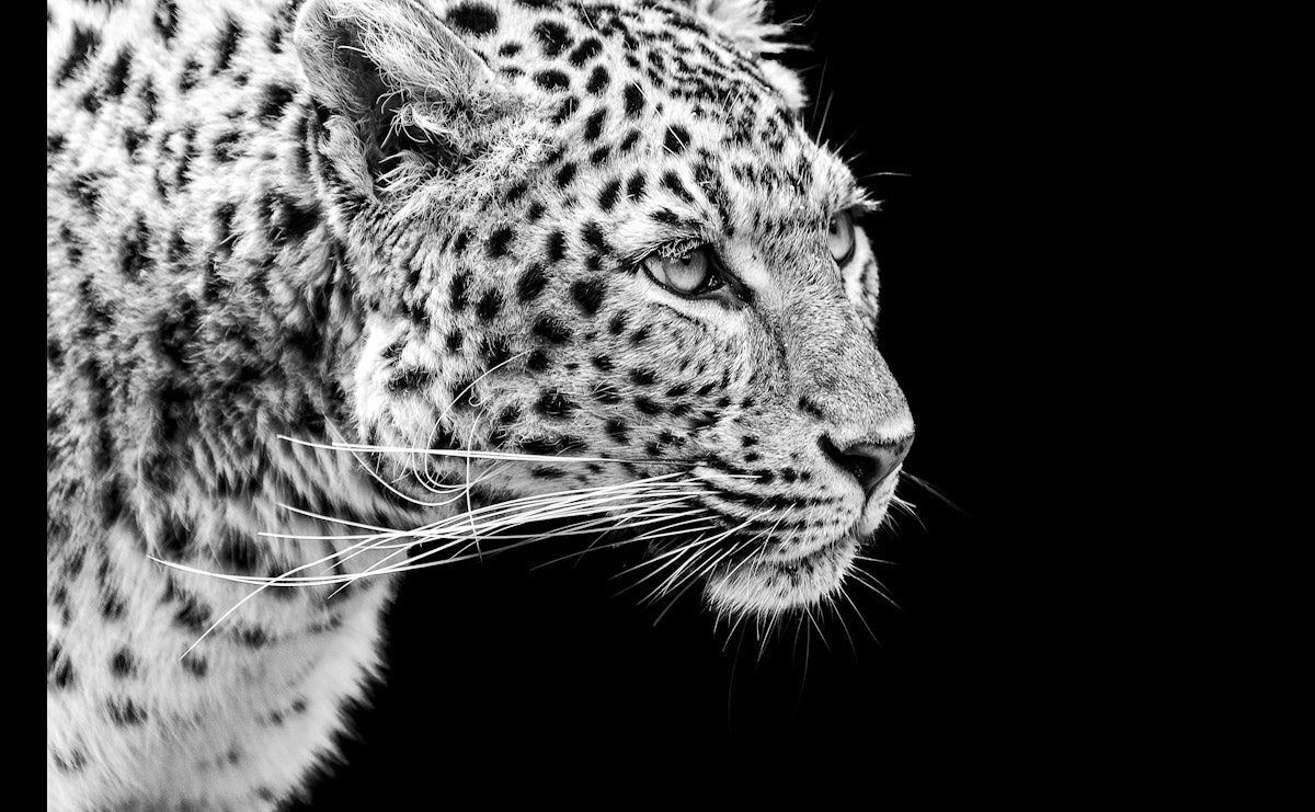 Papermoon Fototapete »Leopard Schwarz & Weiss« von Papermoon