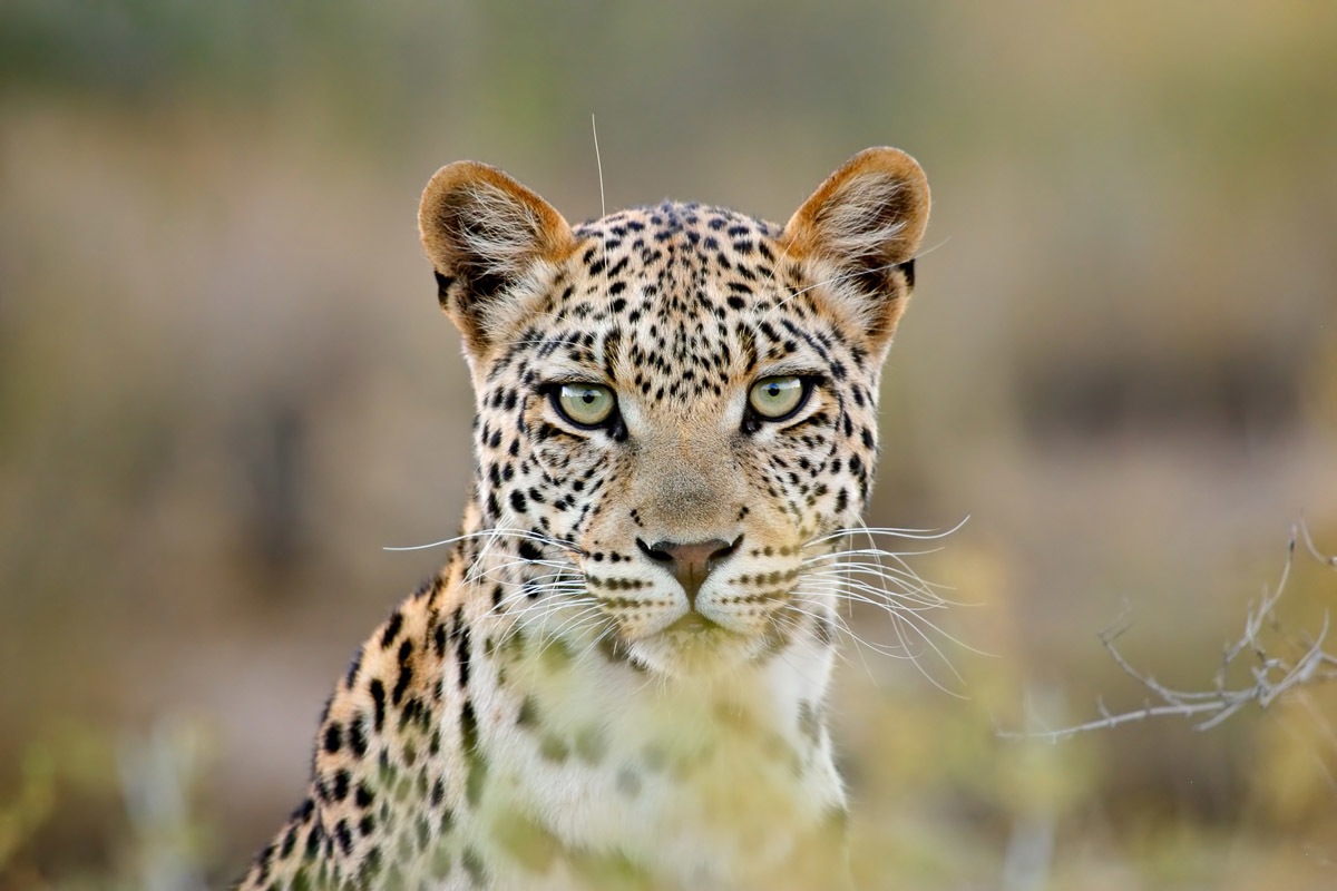 Papermoon Fototapete »Leopardenporträt« von Papermoon