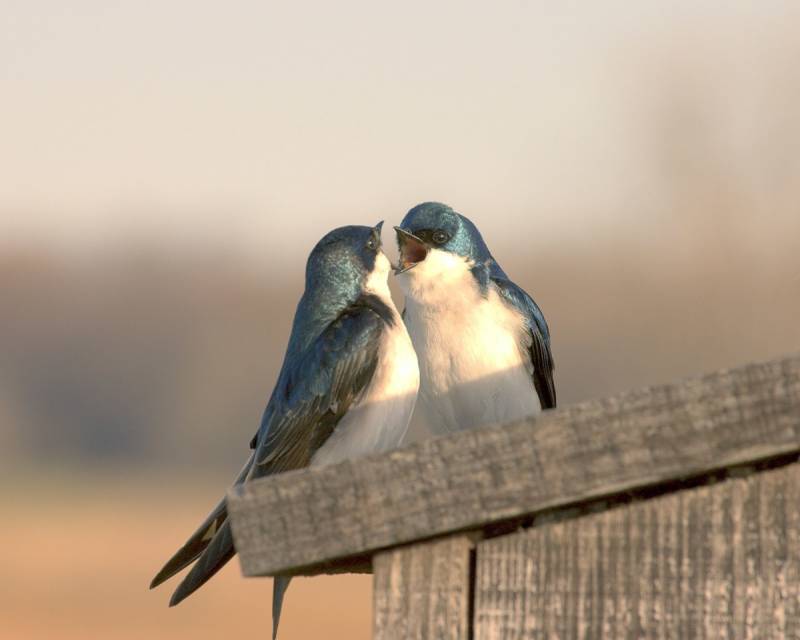 Papermoon Fototapete »Liebesvögel« von Papermoon