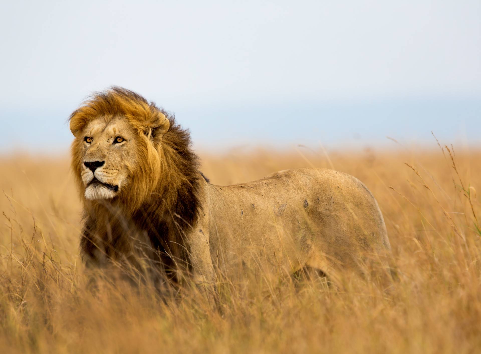 Papermoon Fototapete »Lion in Masai Mara Kenya« von Papermoon