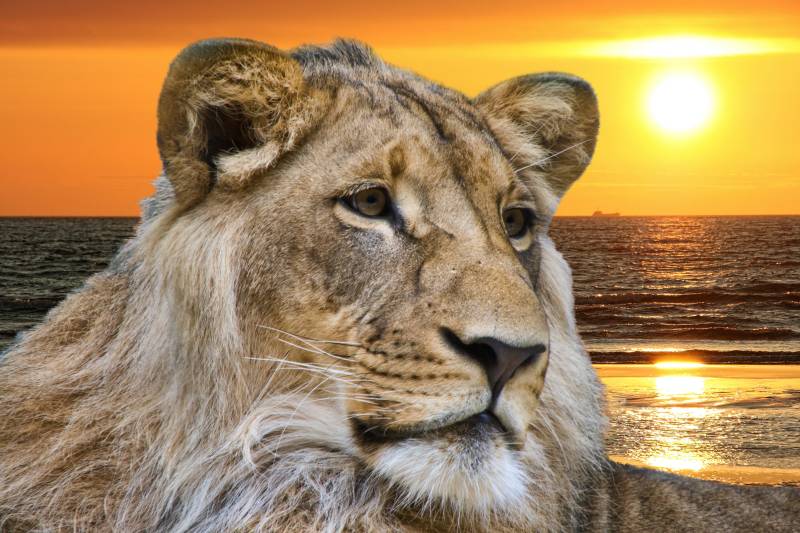 Papermoon Fototapete »Lion in Sunset« von Papermoon