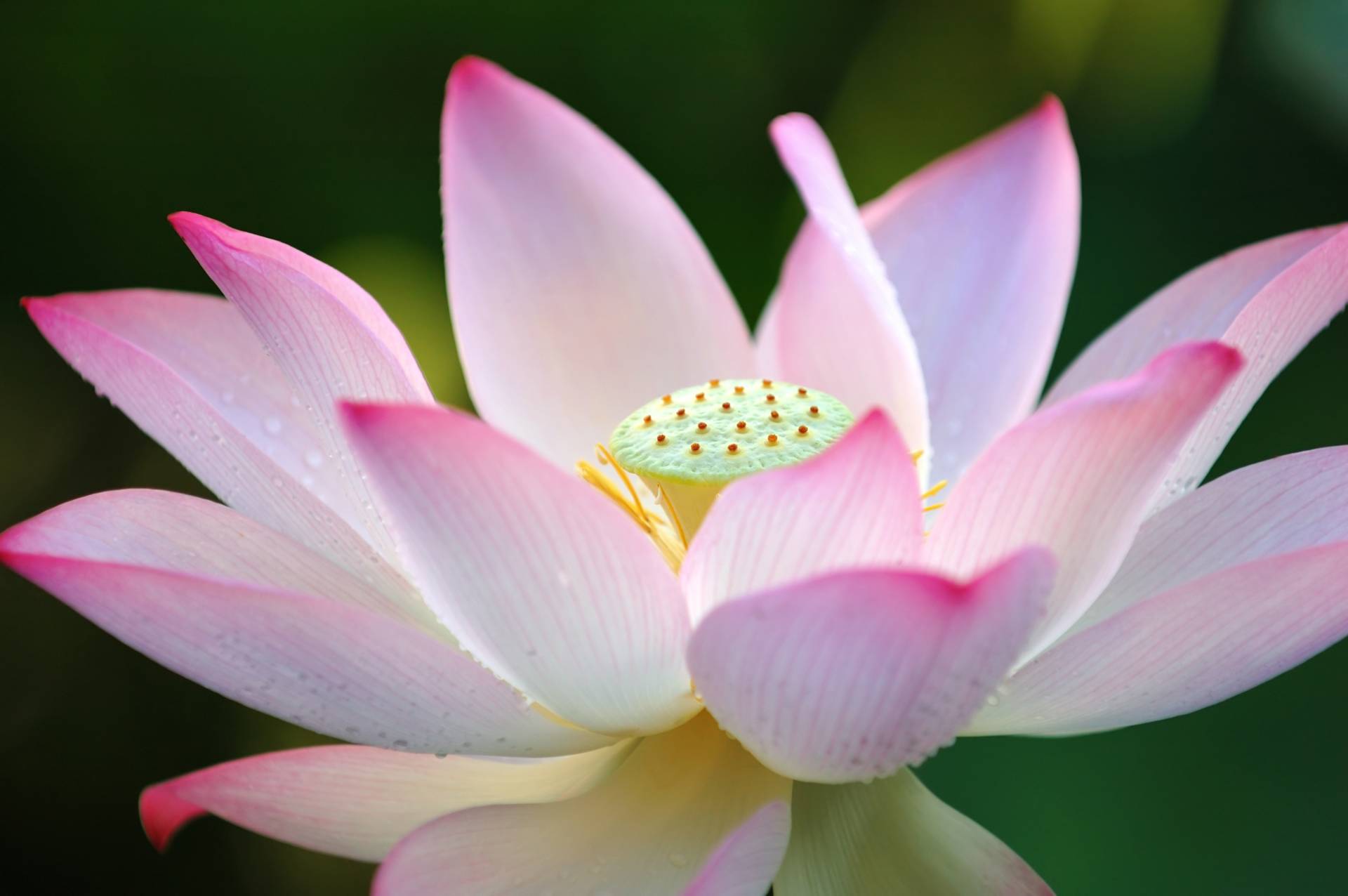Papermoon Fototapete »Lotus Flower« von Papermoon