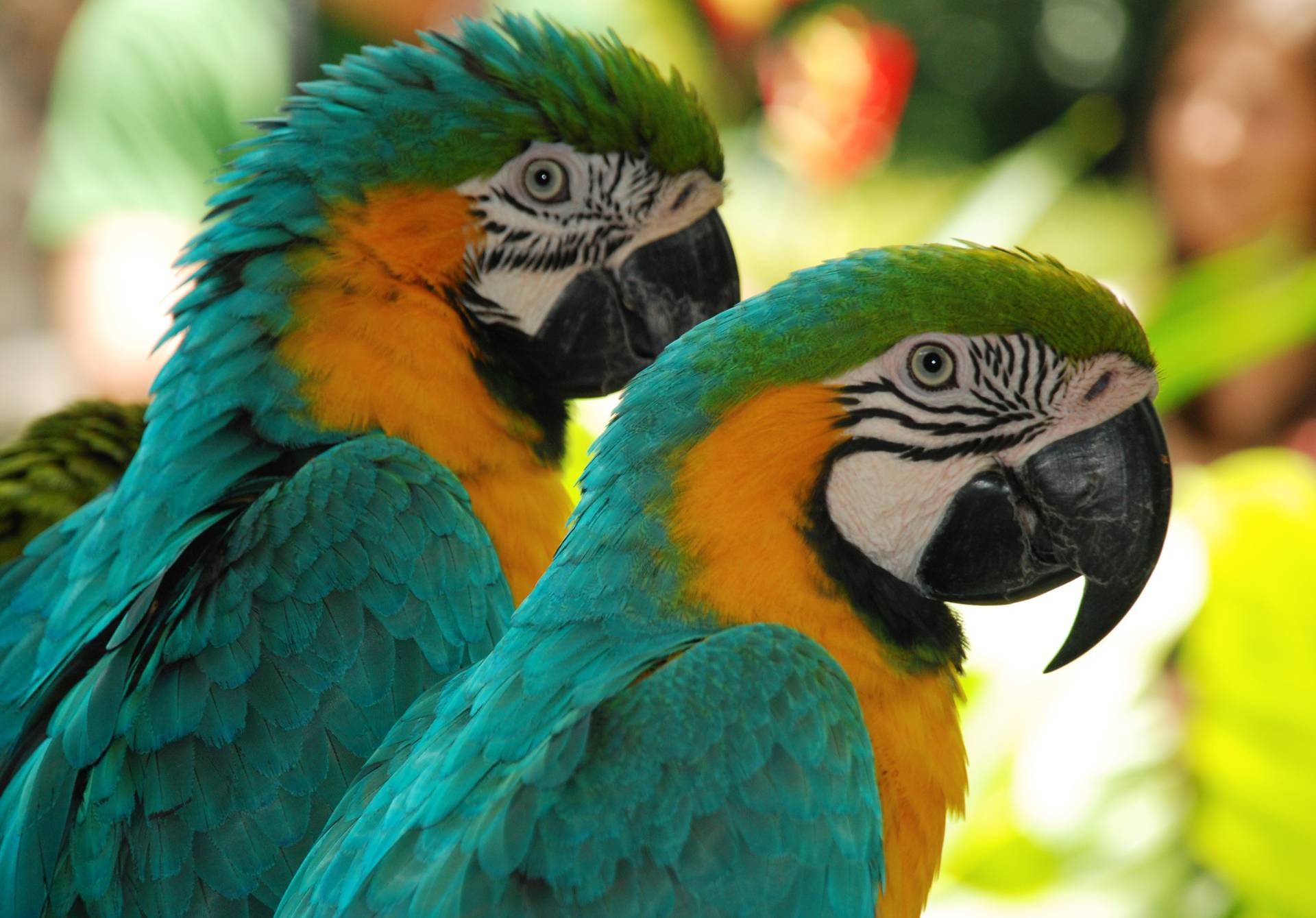 Papermoon Fototapete »Macaw Love Birds« von Papermoon