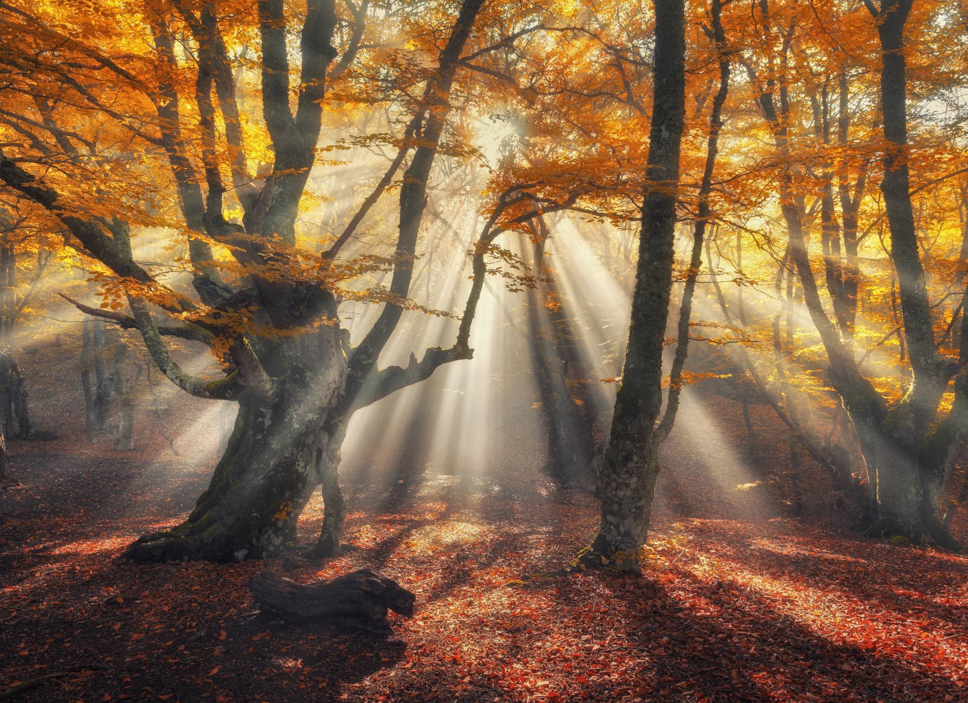 Papermoon Fototapete »Magical Old Trees« Papermoon Fototapete »Magical Old Trees« von Papermoon