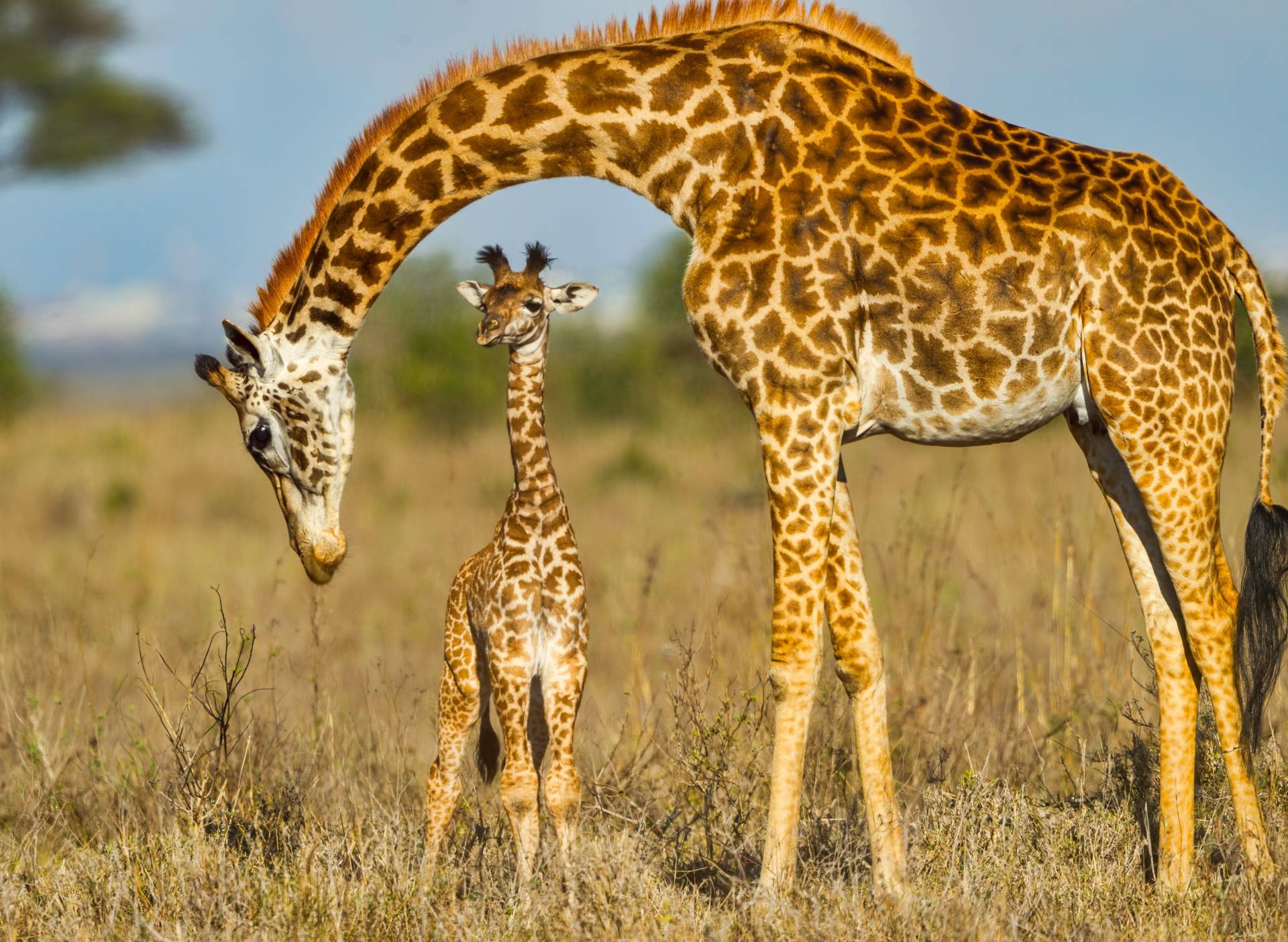Papermoon Fototapete »Masai Giraffe Protecting Baby« von Papermoon