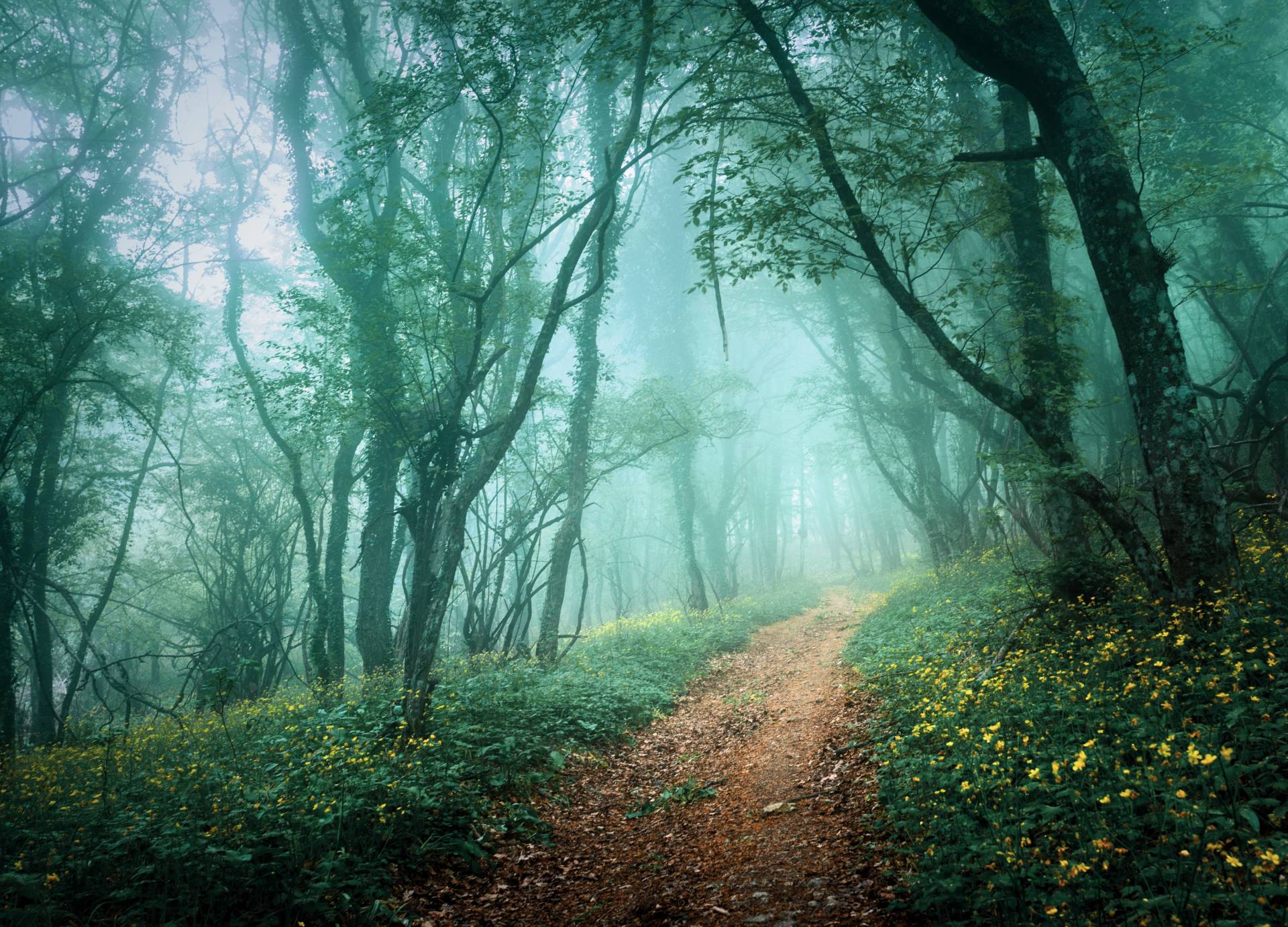 Papermoon Fototapete »Misty Forest in Fog« Papermoon Fototapete »Misty Forest in Fog« von Papermoon