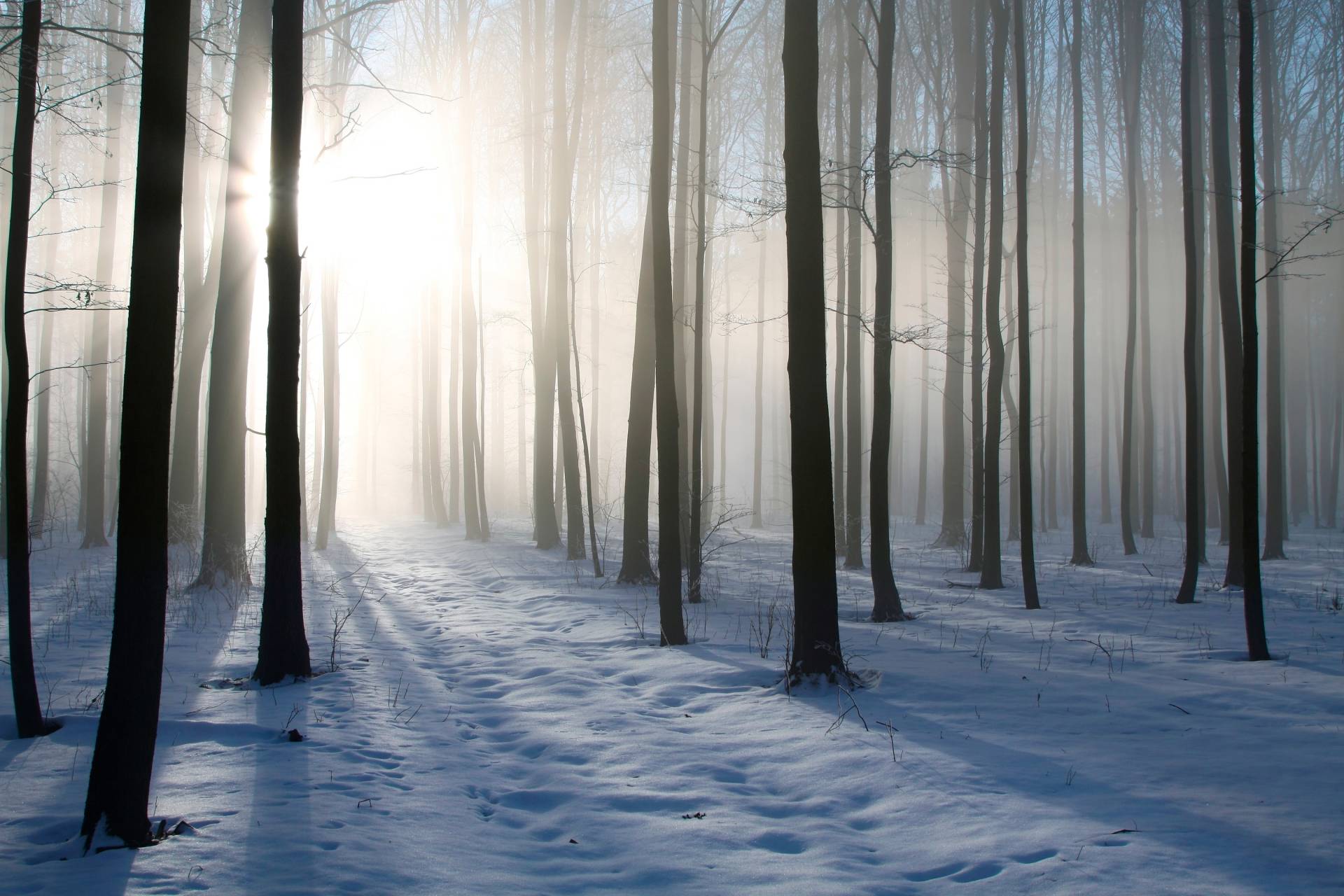 Papermoon Fototapete »Misty Winter Forest« von Papermoon