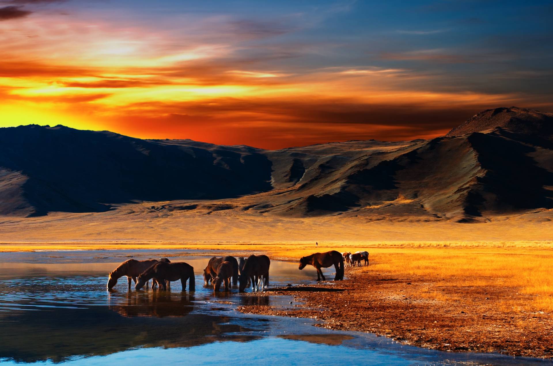 Papermoon Fototapete »Mongolian Horses« Papermoon Fototapete »Mongolian Horses« von Papermoon
