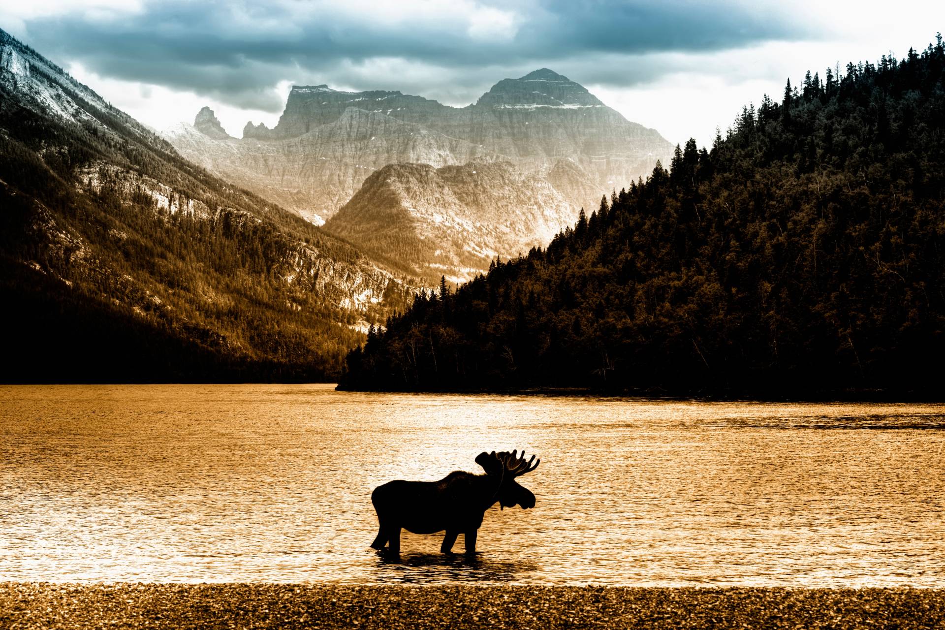 Papermoon Fototapete »Moose in Waterton Lake« von Papermoon