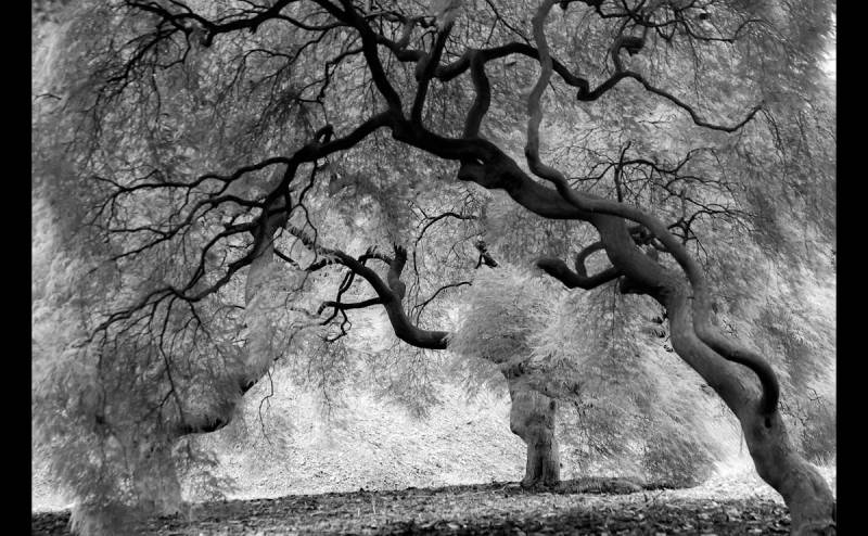 Papermoon Fototapete »Mystic Trees Black & White« von Papermoon