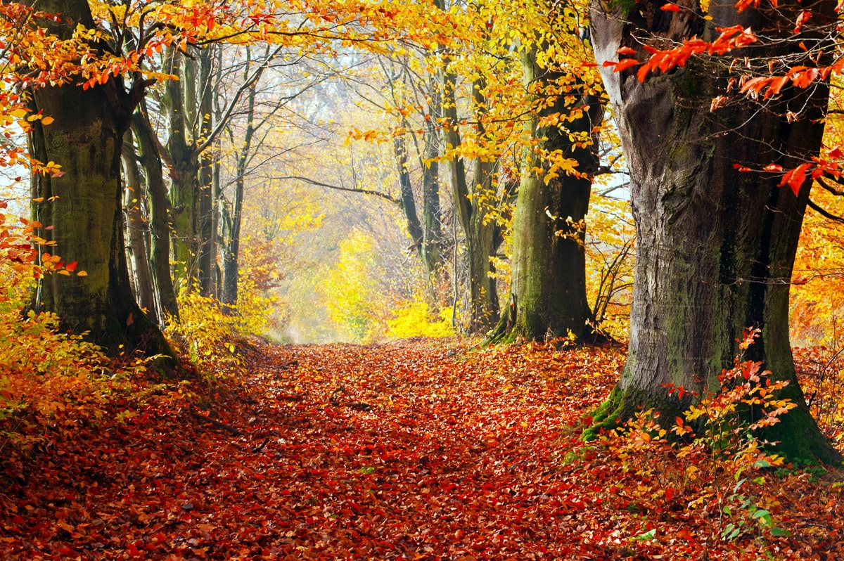 Papermoon Fototapete »Mystischer Herbstpfad« von Papermoon