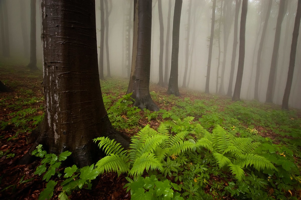 Papermoon Fototapete »Mystischer Wald« von Papermoon