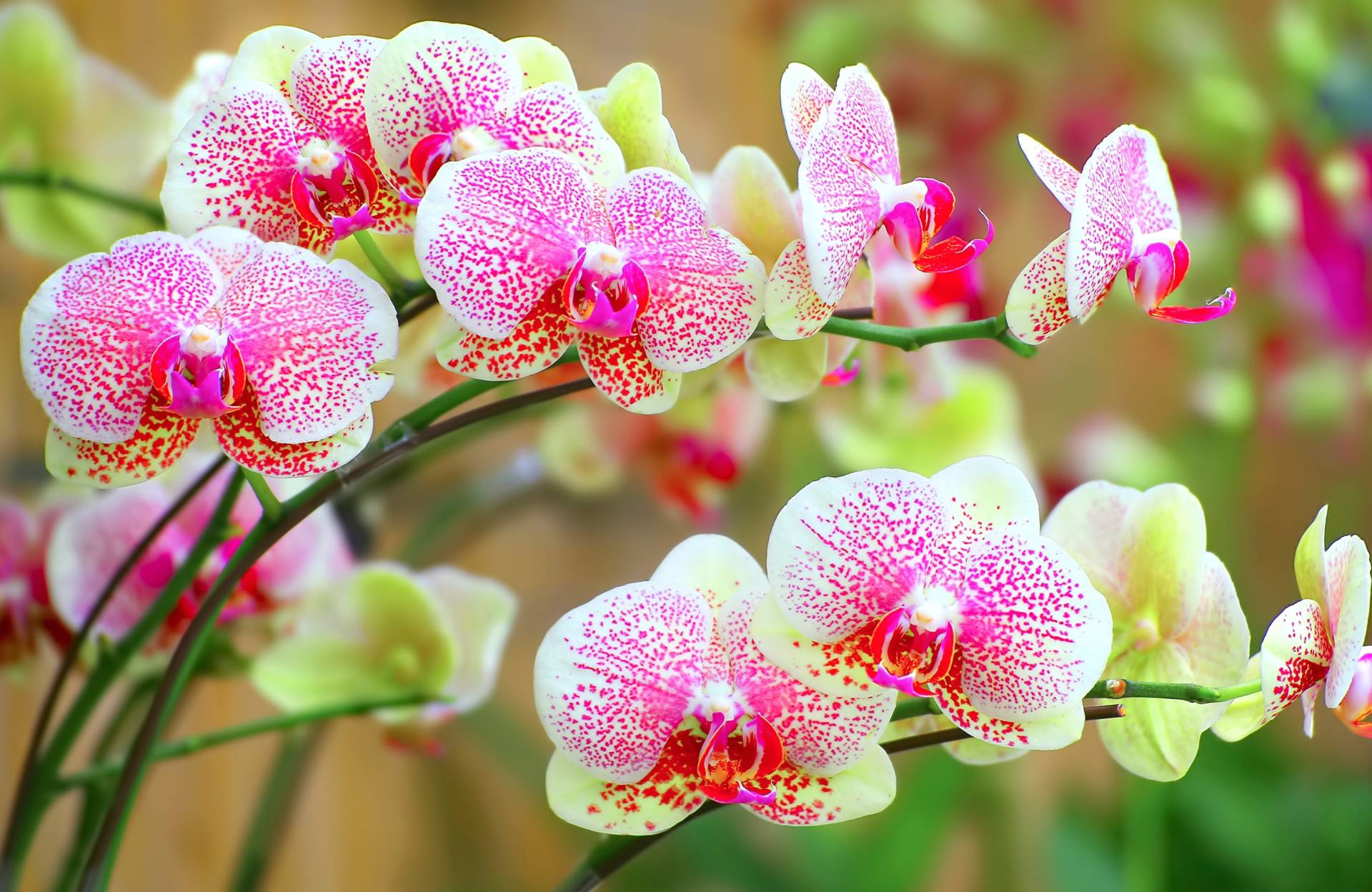 Papermoon Fototapete »ORCHIDEEN-BLUME PFLANZE BLÜTE MAKRO NATUR MUSTER DEKOR« Papermoon Fototapete »ORCHIDEEN-BLUME PFLANZE BLÜTE MAKRO NATUR MUSTER DEKOR« von Papermoon