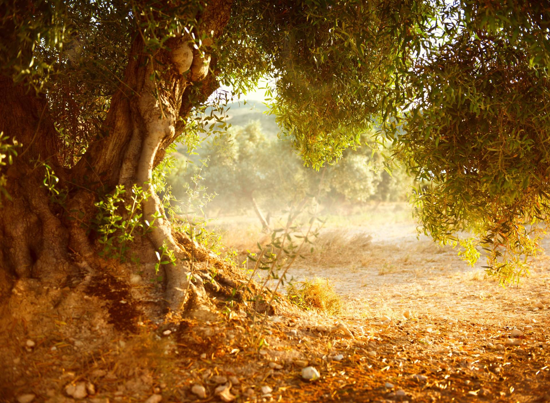 Papermoon Fototapete »Old Olive Tree« von Papermoon