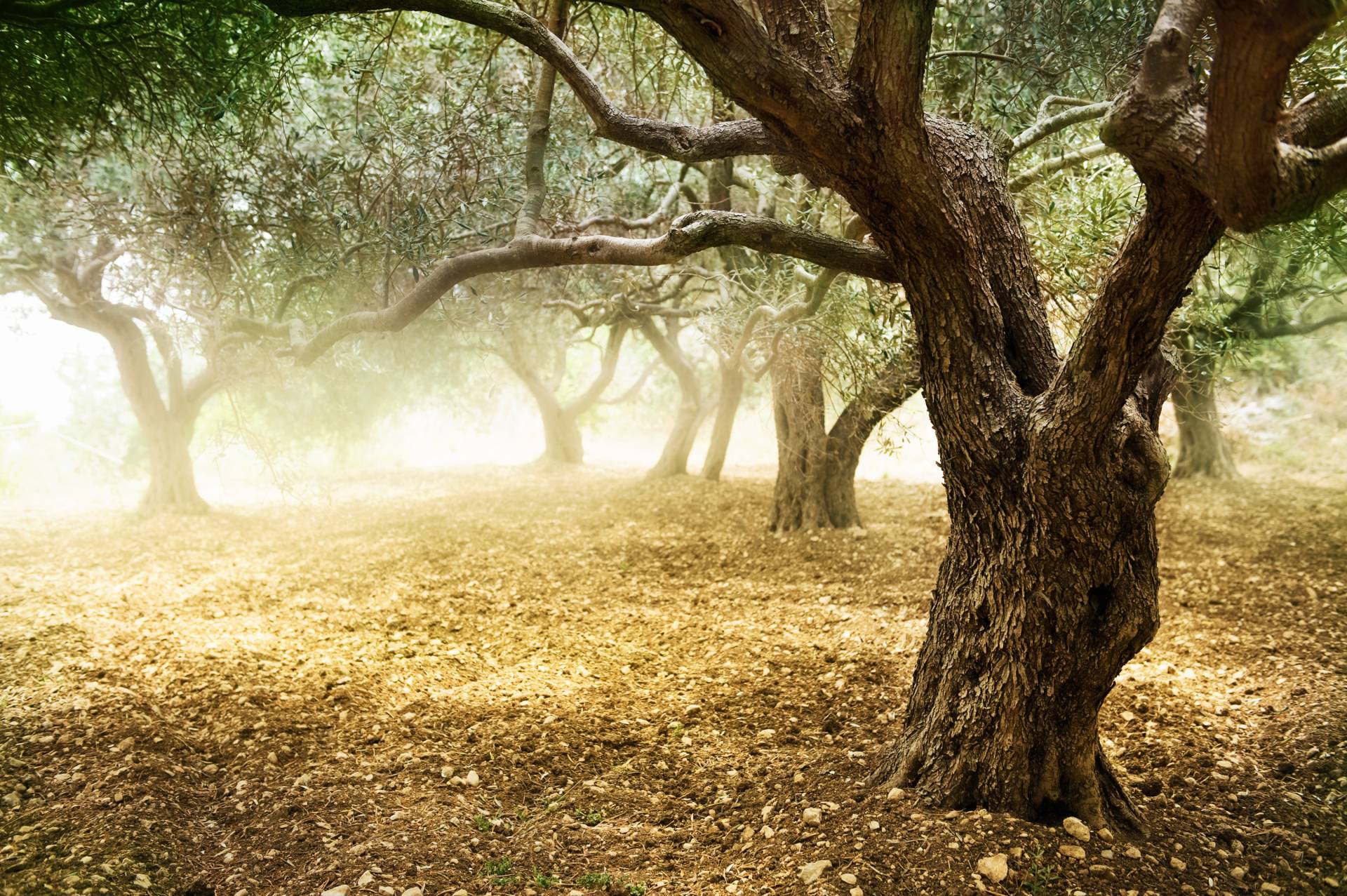 Papermoon Fototapete »Old Olive Trees« von Papermoon