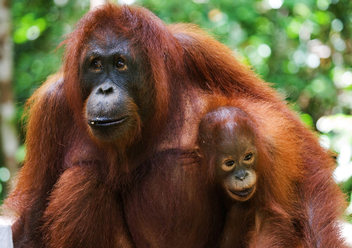 Papermoon Fototapete »Orang-Utan mit Baby« Papermoon Fototapete »Orang-Utan mit Baby« von Papermoon