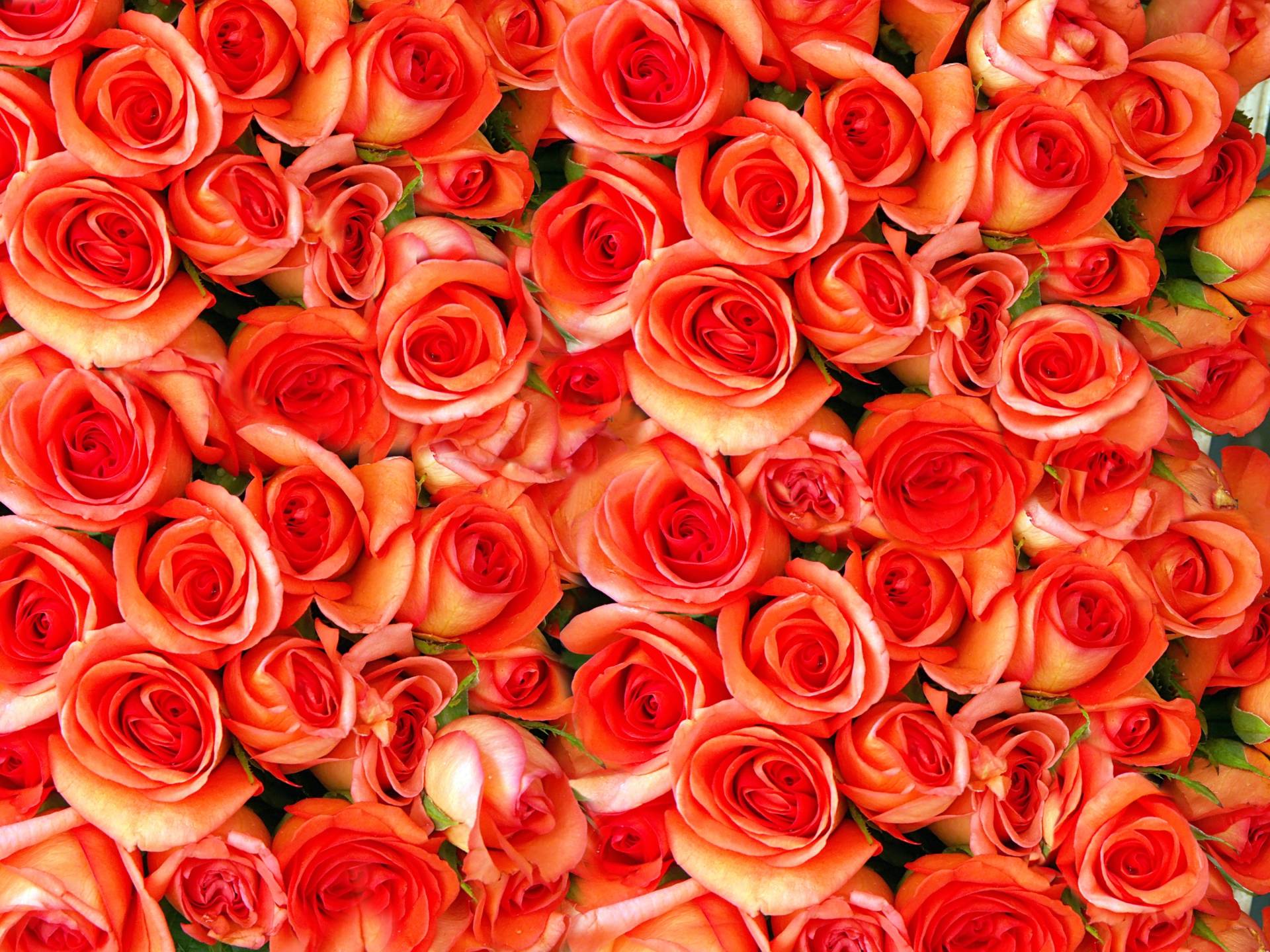 Papermoon Fototapete »Orange Roses« Papermoon Fototapete »Orange Roses« von Papermoon