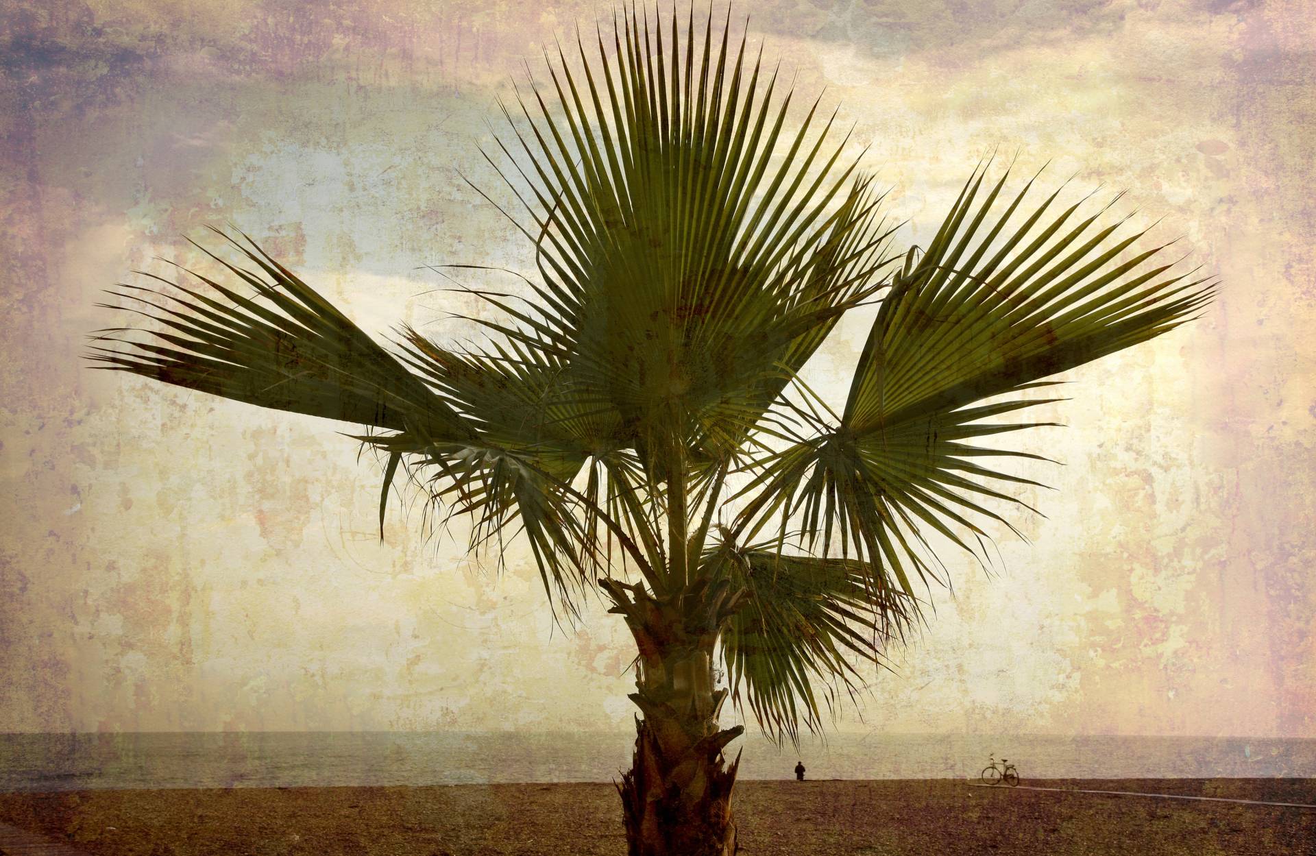 Papermoon Fototapete »PALMEN-NATUR LANDSCHAFT STRAND MEER PALME BÄUME BAUM« Papermoon Fototapete »PALMEN-NATUR LANDSCHAFT STRAND MEER PALME BÄUME BAUM« von Papermoon