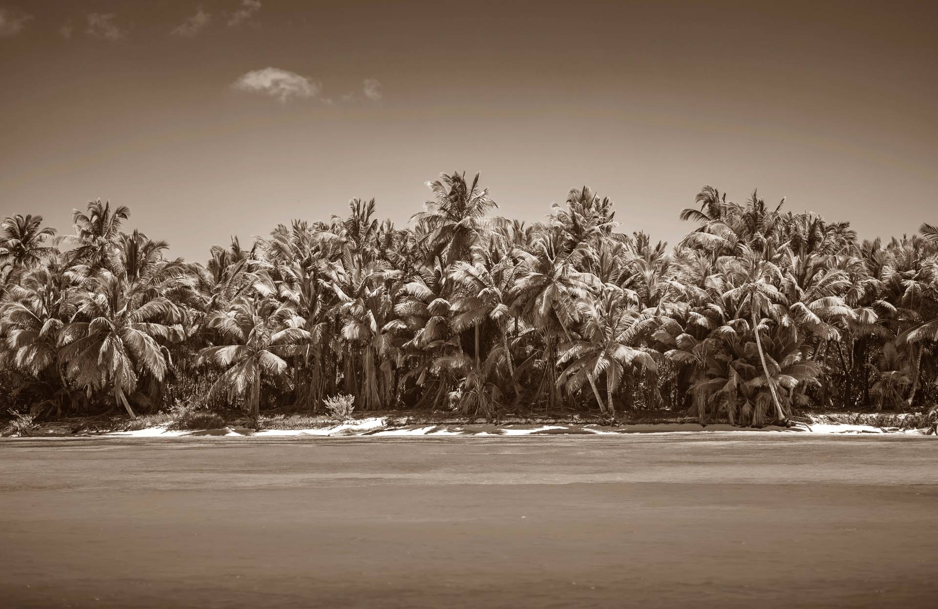 Papermoon Fototapete »PALMEN-SCHWARZ WEIssWANDBILD PALME NATUR BÄUME MEER SEE« von Papermoon