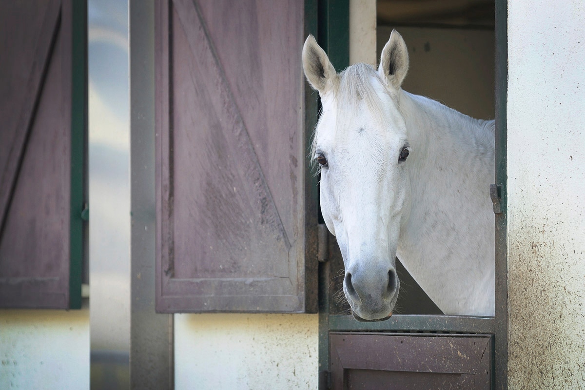 Papermoon Fototapete »PFERD-TIERE PFERDE PFERDEKOPF PONY WANDTAPETE WANDDEKO« von Papermoon