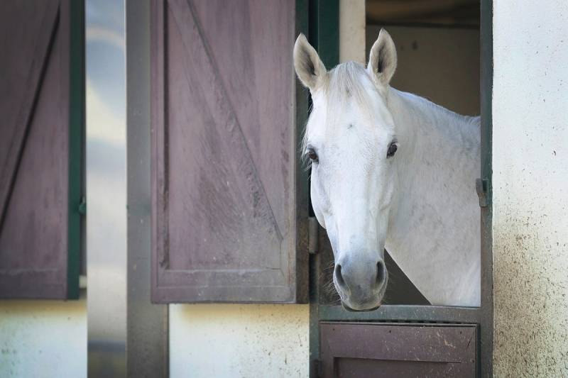 Papermoon Fototapete »PFERD-TIERE PFERDE PFERDEKOPF PONY WANDTAPETE WANDDEKO« von Papermoon