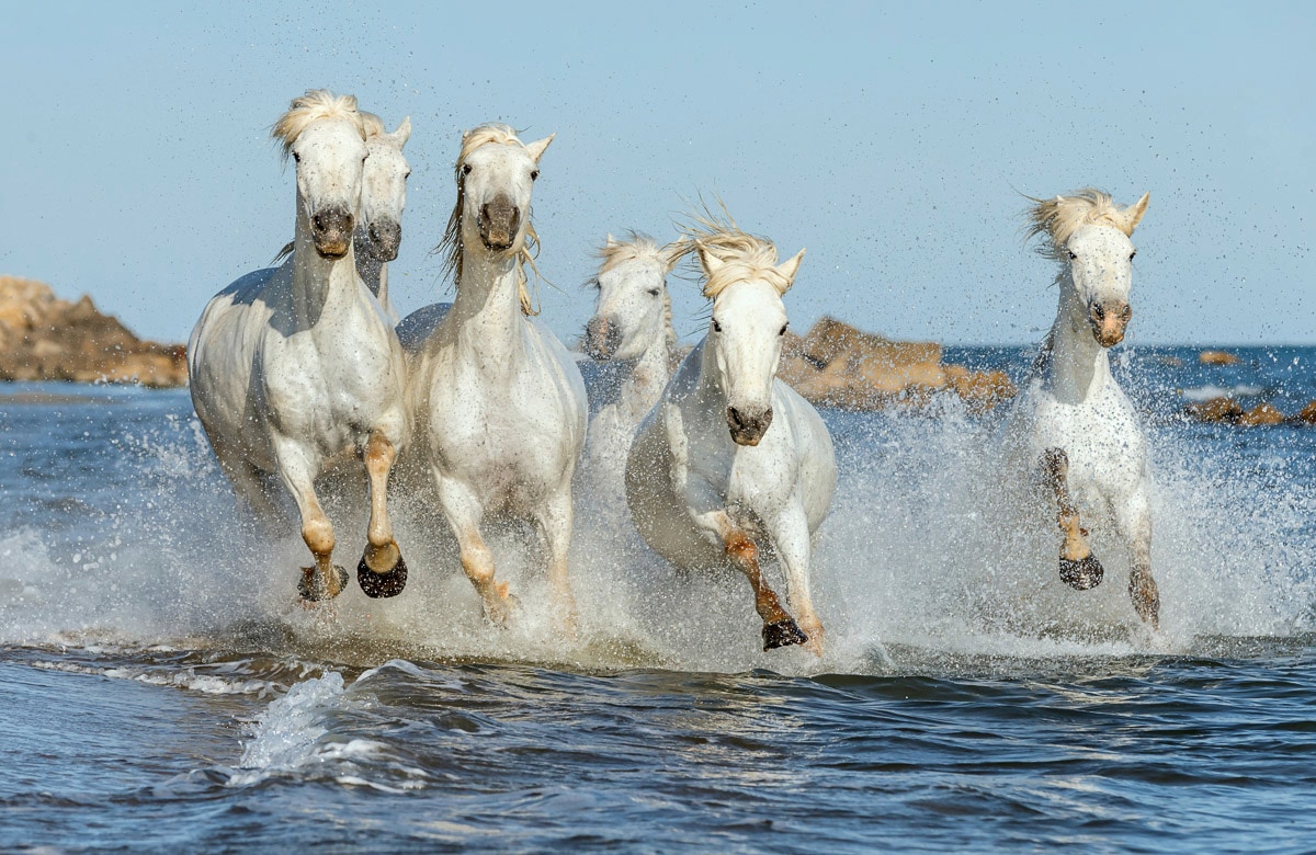 Papermoon Fototapete »PFERDE-CAMARGUE GALLOP STRAND MEER TIERE KÜSTE PROVENCE« Papermoon Fototapete »PFERDE-CAMARGUE GALLOP STRAND MEER TIERE KÜSTE PROVENCE« von Papermoon