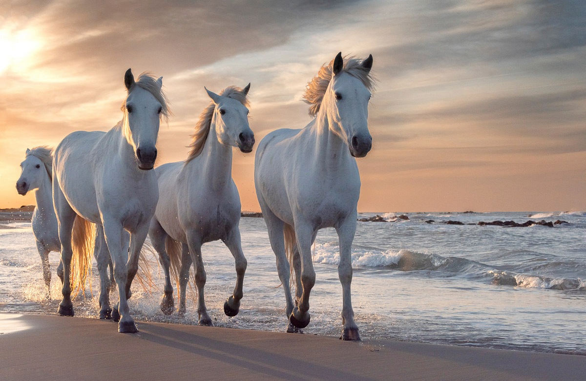 Papermoon Fototapete »PFERDE-CAMARGUE GALLOP STRAND MEER TIERE KÜSTE PROVENCE« von Papermoon