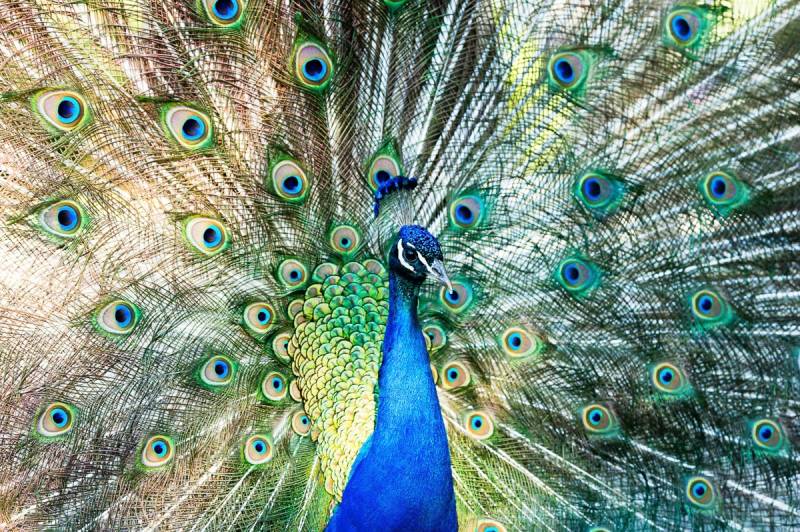 Papermoon Fototapete »Pfau« von Papermoon