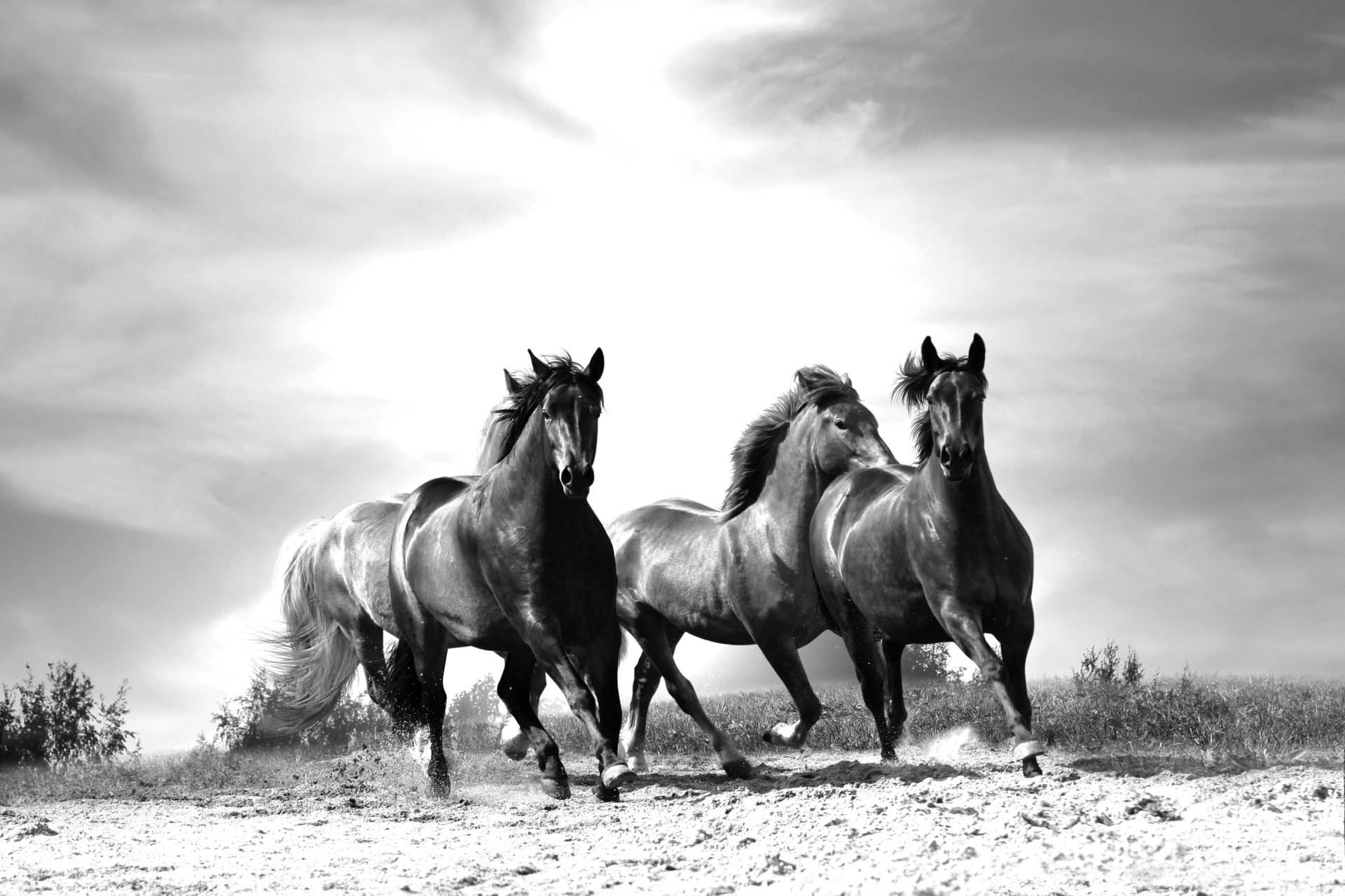 Papermoon Fototapete »Pferde Schwarz & Weiss« von Papermoon