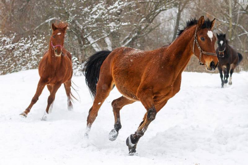 Papermoon Fototapete »Pferde im Schnee« von Papermoon