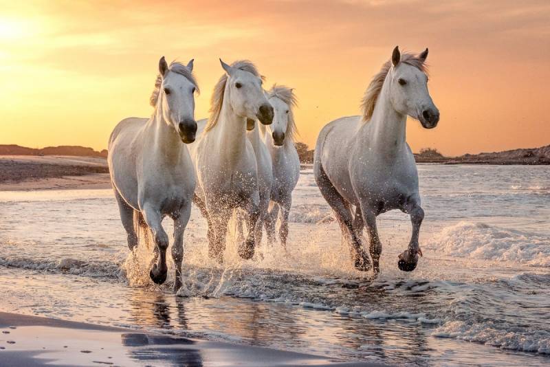 Papermoon Fototapete »Pferde im Wasser« von Papermoon