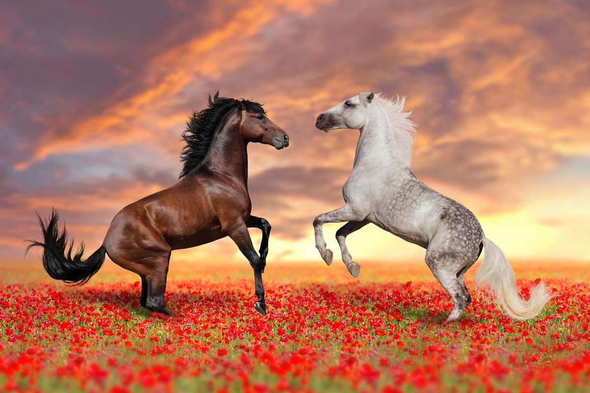 Papermoon Fototapete »Pferde in Blumenwiese« von Papermoon
