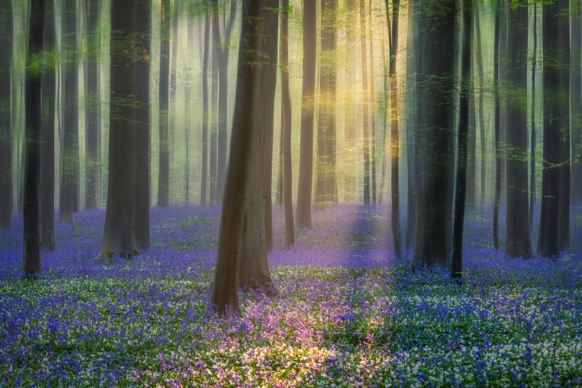 Papermoon Fototapete »Photo-Art ADRIAN POPAN, TAGTRÄUME VON BLUEBELLS« Papermoon Fototapete »Photo-Art ADRIAN POPAN, TAGTRÄUME VON BLUEBELLS« von Papermoon