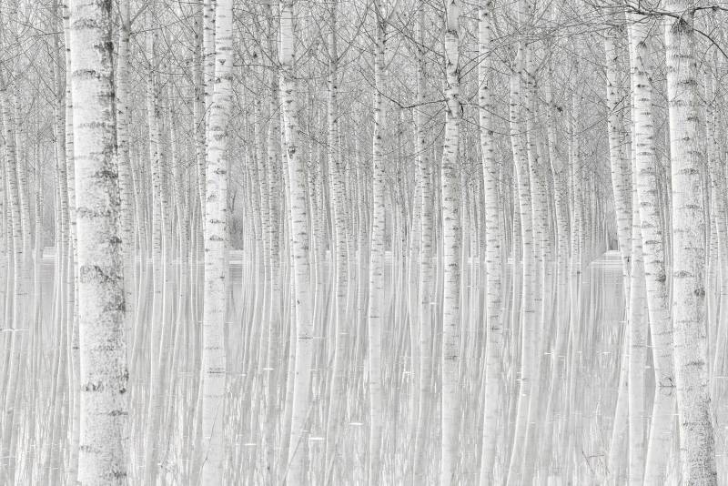 Papermoon Fototapete »Photo-Art AGLIONI SIMONE, BÄUME« von Papermoon