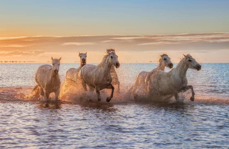 Papermoon Fototapete »Photo-Art ANTONI FIGUERAS BARRANCO, CAMARGUE-PFERDE II« von Papermoon