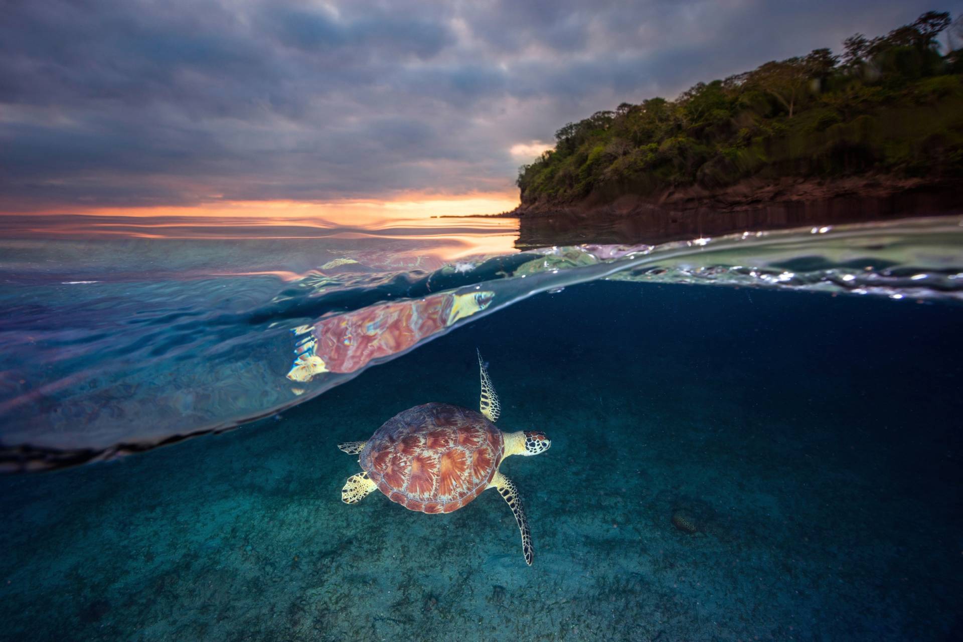 Papermoon Fototapete »Photo-Art BARATHIEU GABRIEL, GRÜNE SCHILDKRÖTE MIT SONNENUNTERGANG« von Papermoon