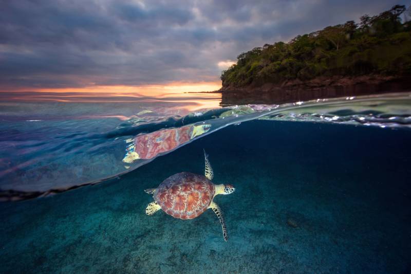 Papermoon Fototapete »Photo-Art BARATHIEU GABRIEL, GRÜNE SCHILDKRÖTE MIT SONNENUNTERGANG« von Papermoon